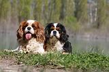 CAVALIER KING CHARLES 656